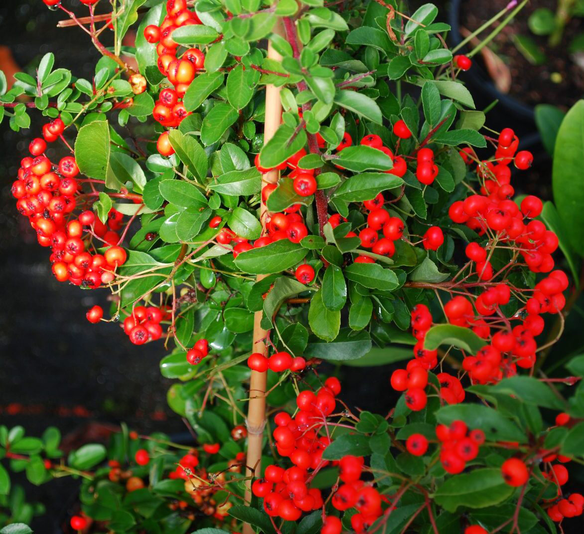 Pyracantha Mohave Bacca Rossa