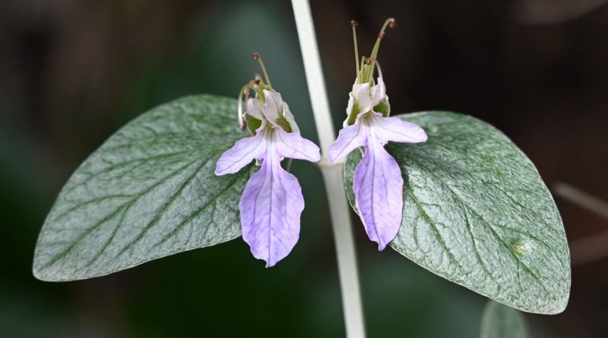 teucrium-fruticans-camedrio-femmina-vendita-arbusti-ornamentali-giardino-vivaio-verde-commerce-grossista-piante-online_004