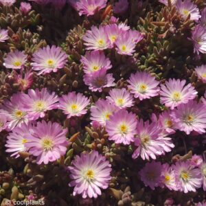 Delosperma rosa