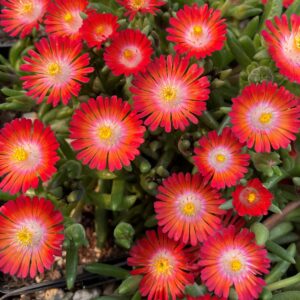 Delosperma rosso