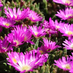 Delosperma viola