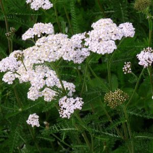Achillea millefolium "Schneetaler"