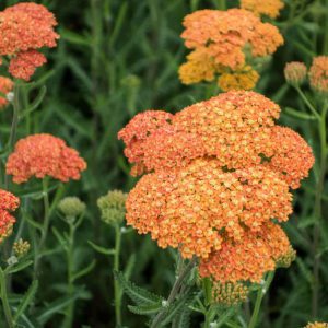 Achillea millefolium "Terracotta"