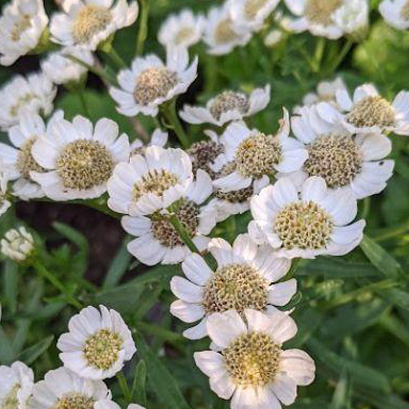 Achillea ptarmica "Nana Compacta"