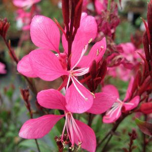 Gaura lindheimeri "Ruby Ruby"