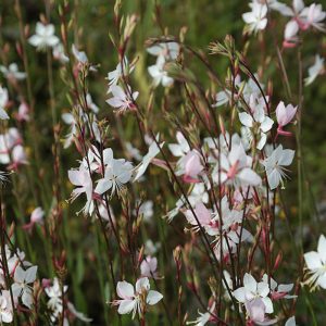 Gaura lindheimeri "Whirling Butterflies"