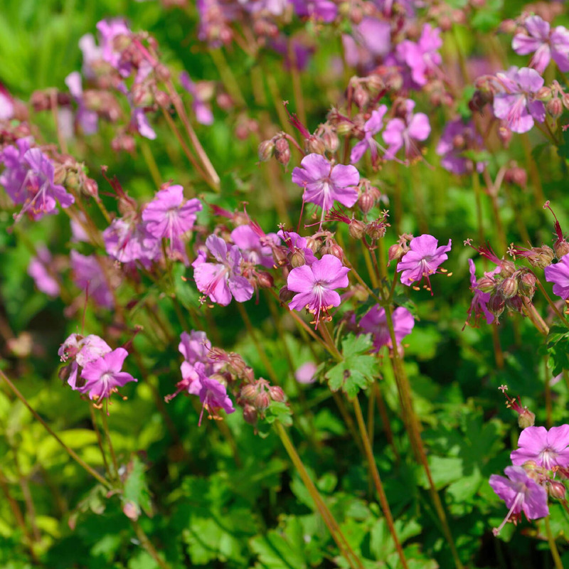Geranium cantabrigiense 'Berggarten'