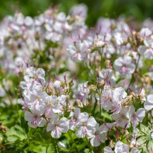 Geranium cantabrigiense Biokovo