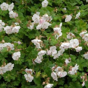 Geranium cantabrigiense Saint Ola