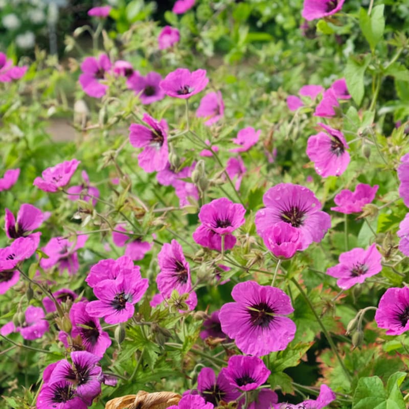 Geranium cinereum 'Subcaulescens'
