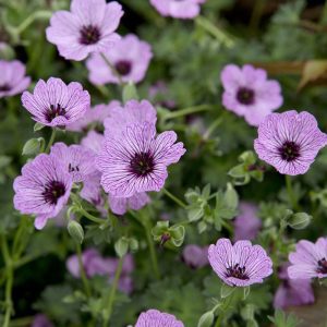 Geranium cinereum 'Ballerina'