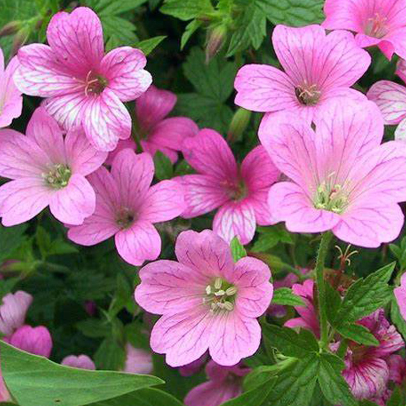 Geranium endressii