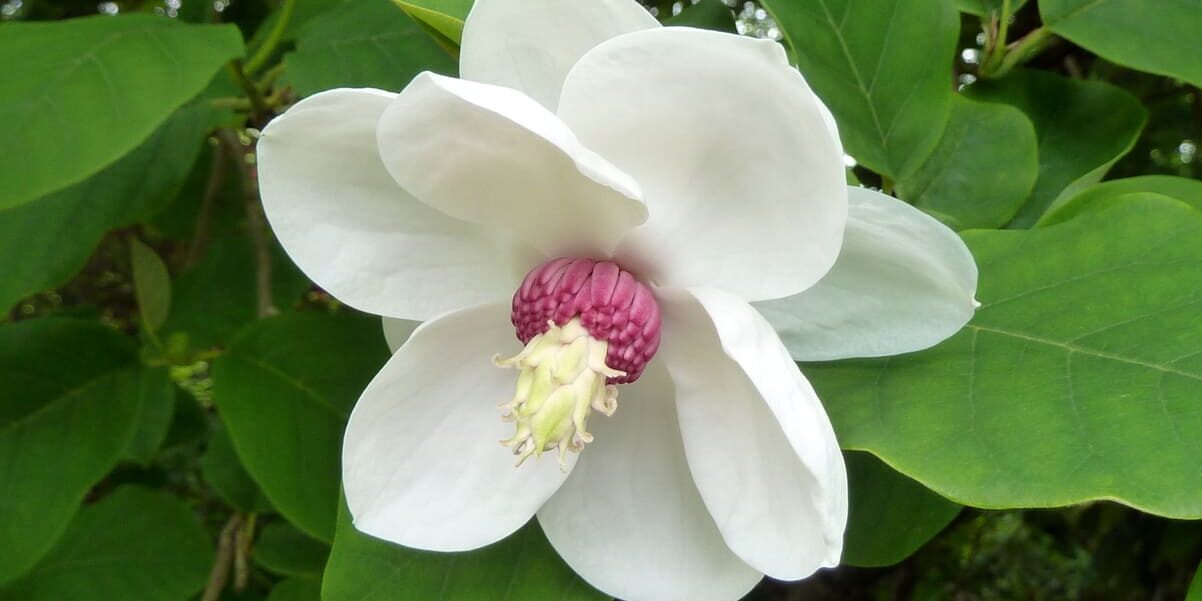 Magnolia Sieboldii