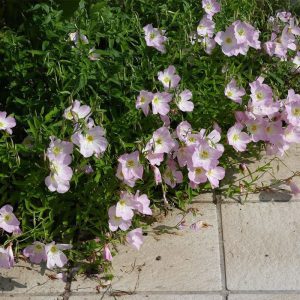 Oenothera speciosa 'Alba'