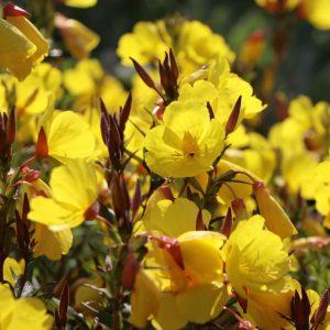 Oenothera tetragona 'Sonnenwende'