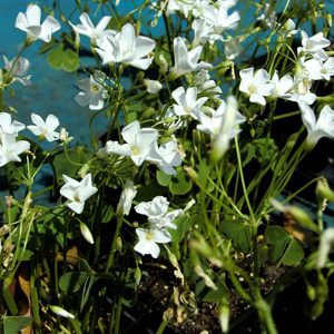 Oxalis floribunda Alba