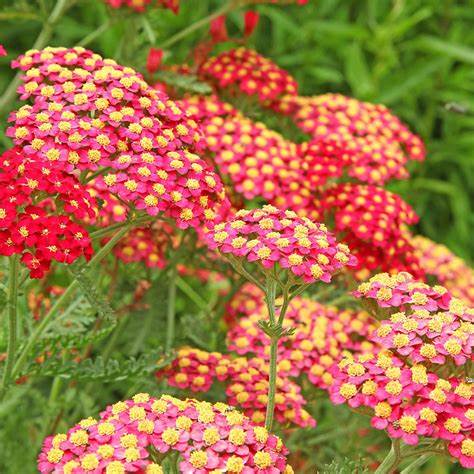 Achillea millefolium "Paprika"