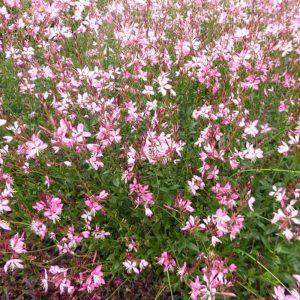 Gaura lindheimeri 'Rosy Jane'