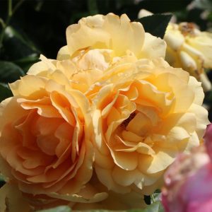 Rosa Hansestadt Rostock