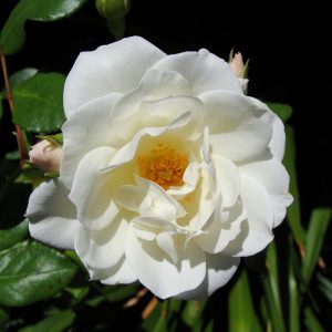 Rosa Iceberg