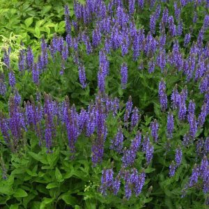 Salvia nemorosa 'Blauhügel'