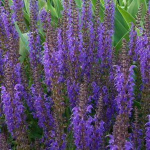 Salvia nemorosa 'Mainacht'