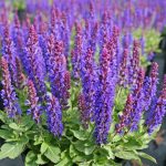 Salvia nemorosa Marcus