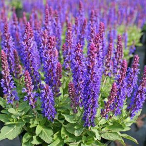 Salvia nemorosa Marcus