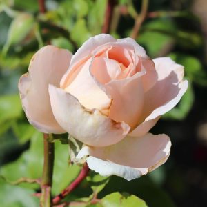 Rosa Andre Le Notre