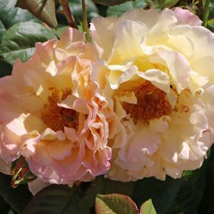 Rosa Aquarel