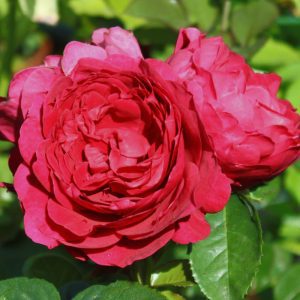 Rosa Ascot