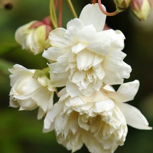 Rosa Banksiae
