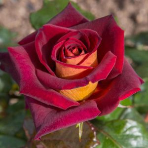 Rosa Black Gold