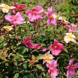 Rosa Chinensis Mutabilis
