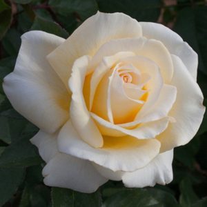Rosa Christophe Dechavanne