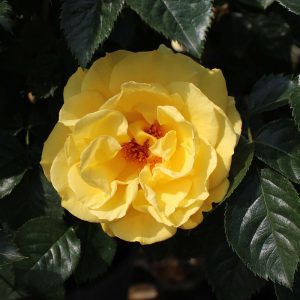 Rosa Dukat