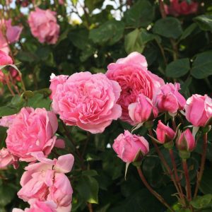 Rosa Kiss Me Kate