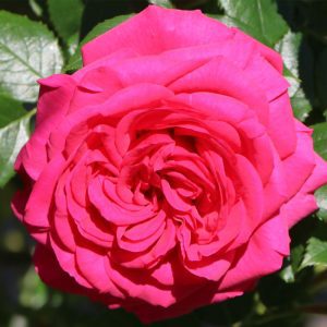Rosa Maritim
