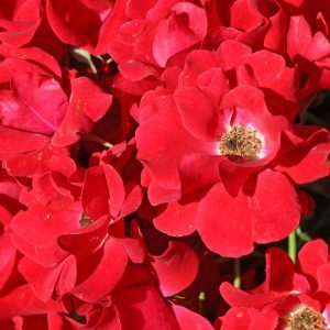 Rosa Matador