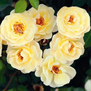 Rosa Mellifera Gialla Paesaggistica