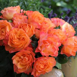 Rosa Message
