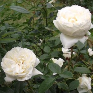 Rosa Mon Jardin