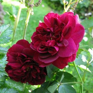 Rosa Monferrato