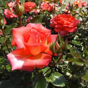 Rosa Parfum de Grasse