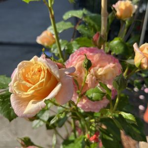 Rosa Peach Melba