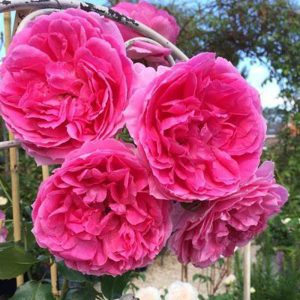 Rosa Pink Cloud