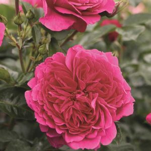 Rosa Soul