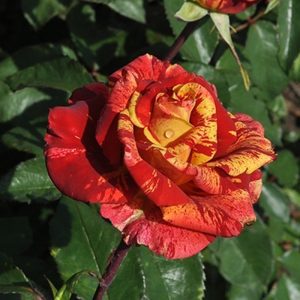 Rosa Valentina Cordes