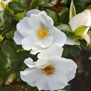 Rosa Milly Winter