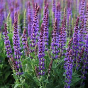 Salvia nemorosa 'Ostfriesland'